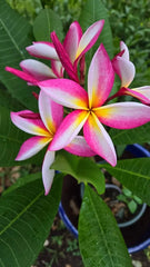 Multicolor Live Plumeria Plant, Well-Rooted, Tropical Flowering Plant, Frangipani, Drop Leaves in Winter Normal