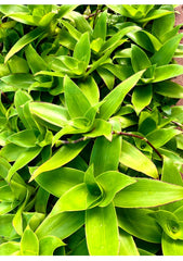 Two Basket Plant Cutting 10'' - Callisia fragrans - Holistic Medical Plant - Indoor Houseplant