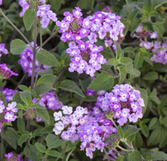 Trailing Lavender Lantana Plants - 5 Baby Plugs - Heat Tolerant, Bee & Butterfly Friendly - Lantana camara
