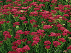 Yarrow Vintage Red Perennial Edible Starter Plant 6+ Inches - Achillea Millefolium - Zones 3-8