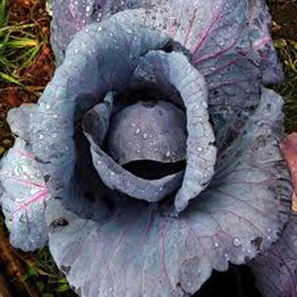 Cabbage Seeds, 100 Seeds, Red Acre Heirloom, Non-GMO, Brassica oleracea