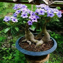 Rare Purple Desert Rose Seeds - 5 Pcs - Adenium obesum - Garden Flower Decor