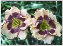 Daylily Plant - Artisan's Touch - Reblooms Peach Purple - Hemerocallis spp.