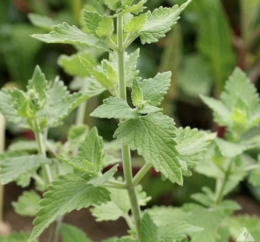 Catnip Seeds 1500+ Count - Nepeta cataria Herb Seeds | USA Grown, Free Shipping