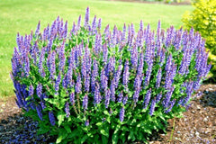 Blue Sage Flower Seeds - 300+ Medicinal Wildflower Seeds for Garden or Container - Perennial (Salvia azurea)