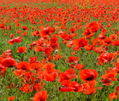 Poppy Seeds - 2340 Count - American Legion Red Flower - Papaver rhoeas - GroCo - USA - Buy 15 Ships Free