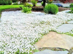 Snow in Summer Flower Seeds - 500+ Perennial Groundcover, Drought Tolerant, Cerastium tomentosum