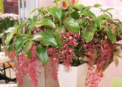 Live Well Rooted Starter Plant - Rare Bella Magnifica Medinilla - Exotic Indoor Plant - Unique Home Decor