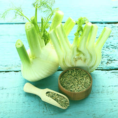 Florence Fennel Bare Root Plants Set of 2 - Foeniculum vulgare Live Starter