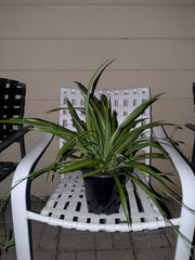 Rooted Spider Plant in Pot, Solid Green, Live Indoor Plant, Chlorophytum comosum