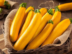 Gourmet Gold Zucchini Squash Seeds - 25+ Pack - Heirloom Vegetable - Cucurbita pepo - USA