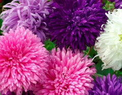 Giant California Aster Flower Seeds - 50 Fresh Seeds - Beautiful Purple Blooms - Aster Chandlerensis