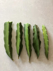 Red Dragon Fruit Cuttings 5 Pcs Pink Skin Red Flesh Ready To Plant Hylocereus undatus