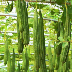 Da Rou Angled Luffa Gourd Seeds - Ridged Gourd for 2025 Planting - Okra Bitter (Luffa acutangula)