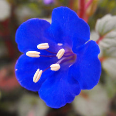 California Bluebell Seeds | Phacelia Blue Canterbury Wild Desert Bells | 2025 Seed Pack