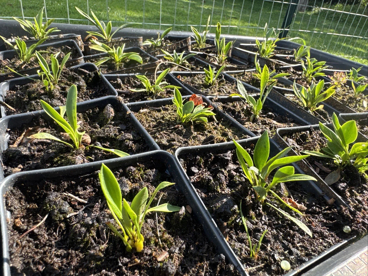 Lilium Catesbaei Pine Lily - Ultra Rare New Genetics from Scotland, NC - Unique Flowering Plant