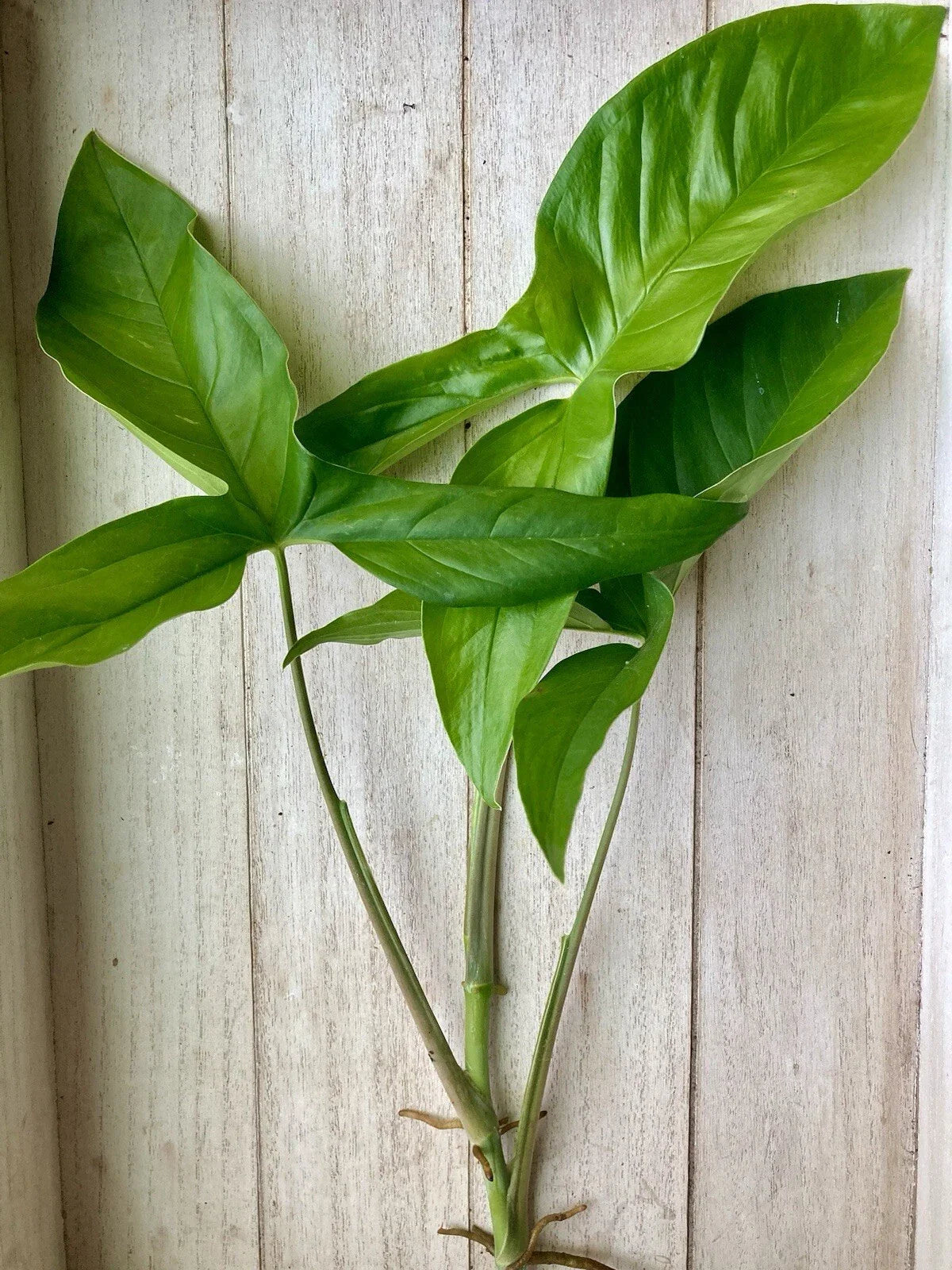 Arrowhead Vine Cuttings - 20 Rooted Plant Cuttings - Syngonium Podophyllum - Indoor Houseplant Decor