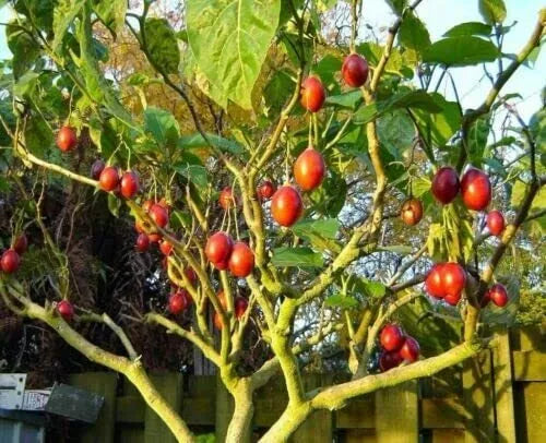 Tomato Tree Bonsai Seeds - 10 Pack - Tamarillo, Cyphomandra betacea - Ideal for Planting and Gardening