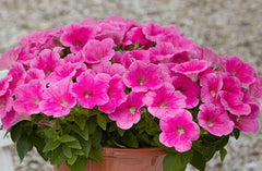 Petunia Seeds, 10 Pelleted Seeds, Easy Wave Pink Cosmo, Petunia x hybrida