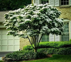Kousa Dogwood Tree Seedlings, 1-2 Feet Tall, Decorative Flowering Trees, Cornus kousa