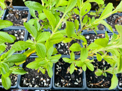 Stevia Live Plant Starter - Well-Rooted Plug, Sweet Leaf Herb (Stevia rebaudiana) for Home Gardening