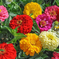 Zinnia Seeds - 100+ Sunshine Hybrid Mix - Colorful Garden Flowers - Zinnia elegans - USA
