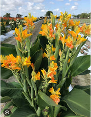 Canna Lily Starter Plant - Small Rooted, Tenerife Variety - Canna indica