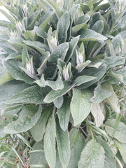 Comfrey Root Cuttings LIVE 3-4" Bocking 4 - Organic Herb Plant for Medicinal Use, Garden, or Landscaping - Symphytum officinale