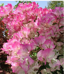 Cherry Blossom Bougainvillea Starter Plant - Small Well-Rooted - Rare Variety - Bougainvillea spectabilis