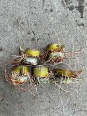 Sugarcane Cuttings 5pcs Sweet Juicy Ready to Plant (Saccharum officinarum)