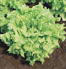 Lettuce Seeds - Heirloom Leaf Simpson BS - 25+ Seeds - Delicious Crisp Greens - Organic Gardening