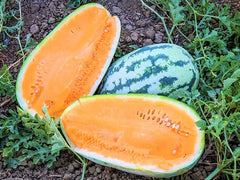 Tendersweet Orange Watermelon Seeds - 25+ Heirloom NON-GMO - Fresh Seed Pack - Citrullus lanatus