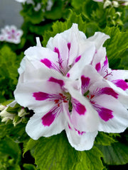 Geranium Live Plants 10-12" Tall White Vibrant Pink Perennial Pelargonium