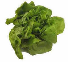Heirloom Lettuce Seed Garden Collection, 4 Top Varieties, Non-GMO Seeds, Organic Gardening