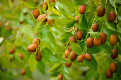 Chinese Date Tree Seeds - 6 Seeds for Planting - Jujube Tsao Zizi - Ziziphus jujuba