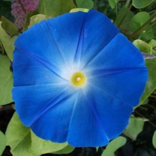 Heavenly Blue Morning Glory Seeds | Giant 5" Blue Flowers | Ipomoea tricolor | Non-GMO, Fast Growing