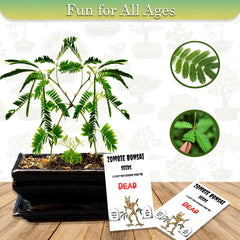 Zombie Bonsai Seeds Packets (2 Pack) - Unique Sensory Plant, Indoor Gardening, Zelkova serrata