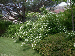 Ninebark Plant 12-18 Inches Live Bare Root Physocarpus opulifolius - Hardy Shrub for Zones 5-9, Perfect for Landscaping