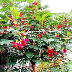 20 Hummingbird Tree Seeds - Agati Flower Plant - Sesbania grandiflora - Rare Tropical Seeds for Gardens