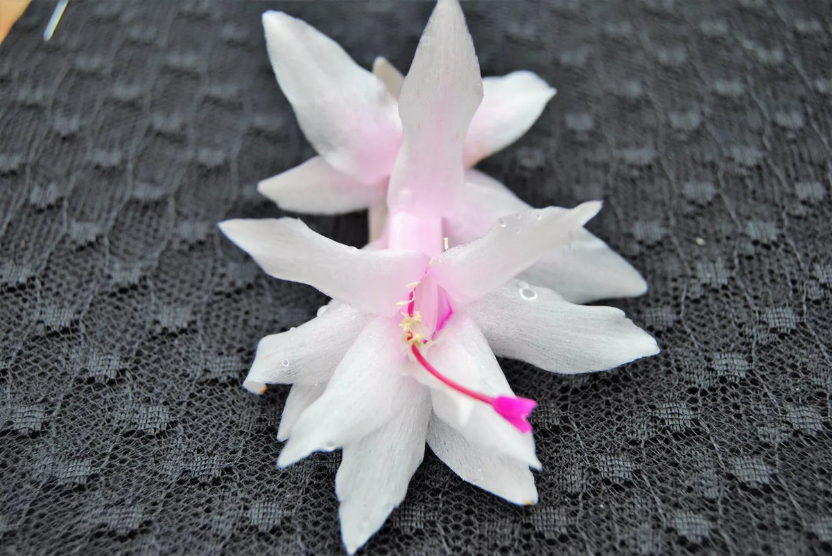Christmas Cactus Starter Plant - Island Pearl - Schlumbergera Truncata - Well Rooted, Healthy Plant for Home Decor or Gifting
