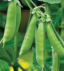 Premium Organic Sugar Snap Peas Seeds - Heirloom Variety - Non-GMO, Fresh, Tender, Delicious - Ideal for Home Gardens