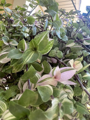 Variegated Callisia Repens Cuttings - 5 Live Wandering Tradescantia Plant Cuttings for Propagation and Home Decor