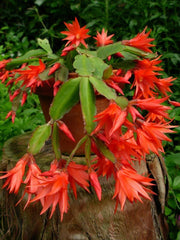 Epiphyllum Orchid Cactus Cutting 6"-10" | Fresh Plant | Succulent Variety | Epiphyllum spp.