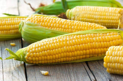 Yellow Sweet Corn Seeds 100 Count Hybrid "Incredible Corn" Zea mays