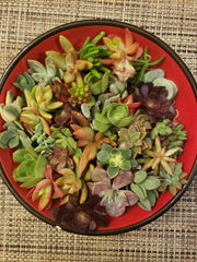 Succulent Cuttings 40 Pieces Mixed Varieties Ideal for Succulent Design - Echeveria, Sedum, Crassula, and More