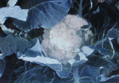 Cauliflower Seeds - Self Blanche Variety - 50 Seeds - Large Head - Brassica oleracea