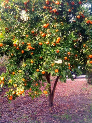 Dwarf Mandarin Orange Tree Seeds - Organic Citrus reticulata - 10 Seeds for Home Gardening, Edible Fruit Plant