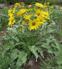 50 Seeds Balsam Root Wild Sunflower, Arrowleaf Balsamroot, Pack of 50 Seeds (Isomeris arborea) - GroCo