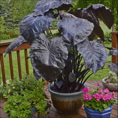 Black Coral Colocasia Plant - Large 1 Gallon Elephant Ear - Unique Foliage - Colocasia esculenta