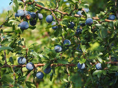 Aurora Blueberry Plant - 1 Quart Bare Root - Highbush Blueberry (Vaccinium corymbosum)